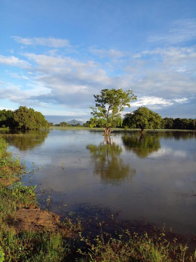 Lake Edge Dambulla Zewnętrze zdjęcie