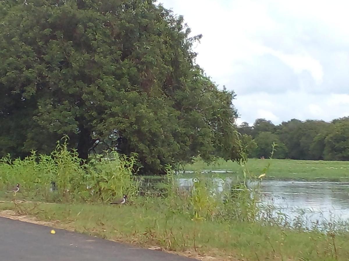 Lake Edge Dambulla Zewnętrze zdjęcie